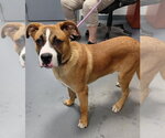 Lars - Male Labrador Retriever-Saint Bernard Mix Dog for Adoption - Small photo