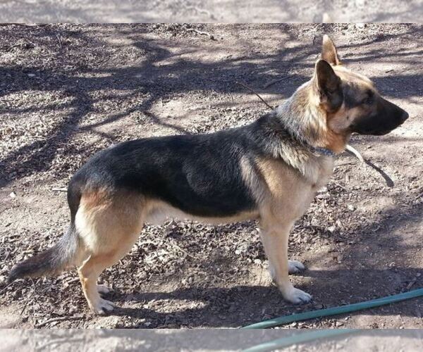 Medium Photo #9 German Shepherd Dog Puppy For Sale in AZLE, TX, USA