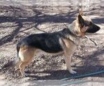Small Photo #9 German Shepherd Dog Puppy For Sale in AZLE, TX, USA