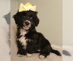 Puppy Puppy 4 YorkiePoo