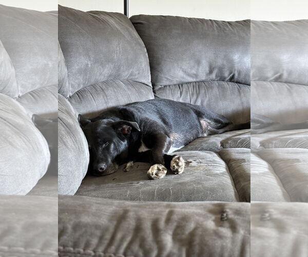 Medium Photo #4 Labrador Retriever-Unknown Mix Puppy For Sale in Miami, FL, USA