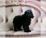 Puppy 13 Poodle (Toy)-Yorkshire Terrier Mix
