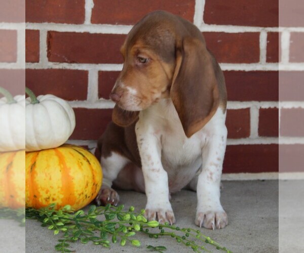 Medium Photo #4 Beagle Puppy For Sale in RICHLAND, PA, USA