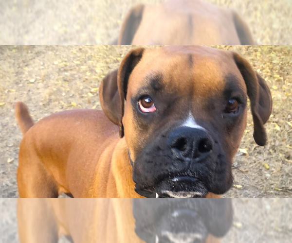Medium Photo #2 Boxer Puppy For Sale in Austin, TX, USA