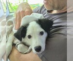 Small #1 Collie Mix