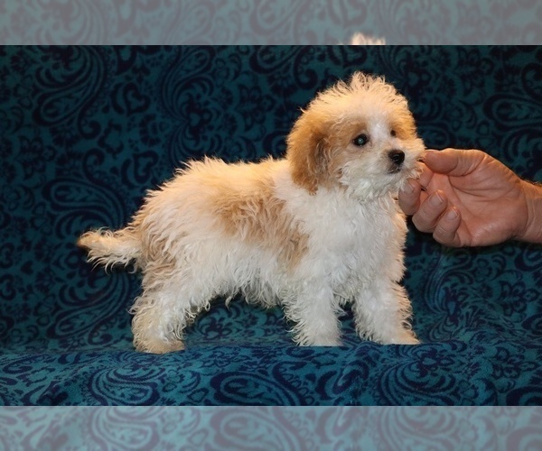 Medium Photo #15 Goldendoodle (Miniature) Puppy For Sale in DYERSBURG, TN, USA
