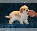 Small #14 Goldendoodle (Miniature)