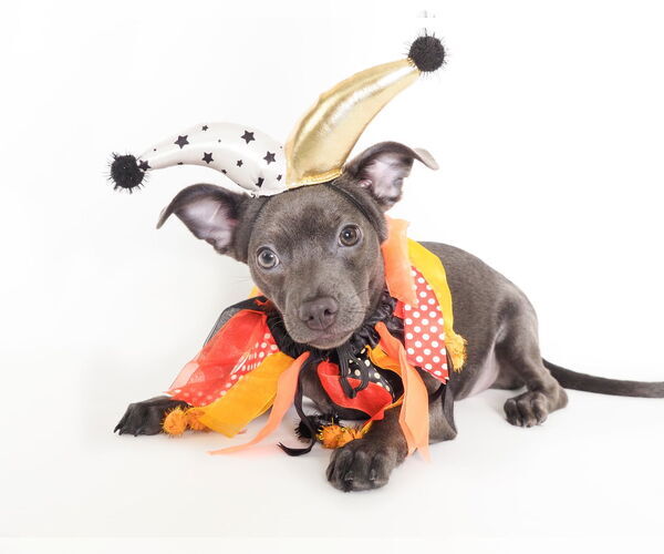 Medium Photo #1 Chihuahua-Unknown Mix Puppy For Sale in phoenix, AZ, USA