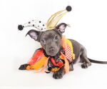 Small Chihuahua Mix