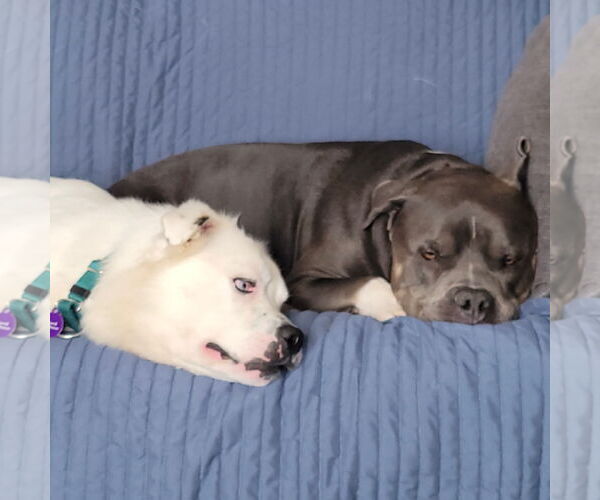 Medium Photo #3 Great Pyrenees-Unknown Mix Puppy For Sale in Fargo, ND, USA