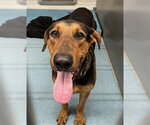 Small Doberman Pinscher-German Shepherd Dog Mix