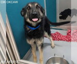 Small German Shepherd Dog