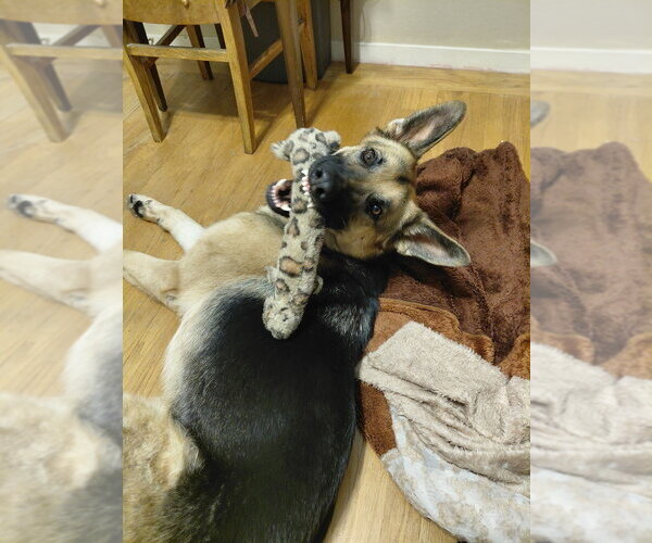 Medium Photo #4 German Shepherd Dog Puppy For Sale in Cupertino, CA, USA