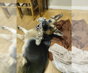 Josie C. - Female German Shepherd Dog Dog for Adoption - Photo #4