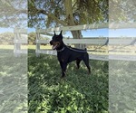 Small Photo #1 Doberman Pinscher Puppy For Sale in HENDERSON, NV, USA