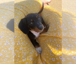 Dachshund Puppy for sale in CHERRYVILLE, NC, USA