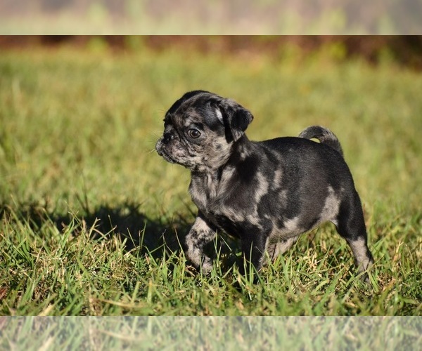 Medium Photo #5 Pug Puppy For Sale in PALM COAST, FL, USA