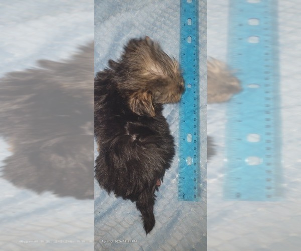 Medium Photo #312 Yorkshire Terrier Puppy For Sale in AKRON, OH, USA