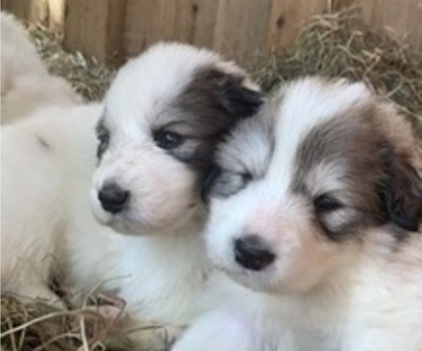 Medium Photo #1 Great Pyrenees Puppy For Sale in VILAS, NC, USA