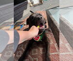 Small #3 American Pit Bull Terrier-Chinese Shar-Pei Mix