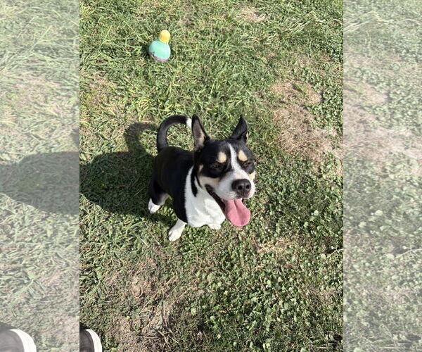 Medium Photo #2 American Staffordshire Terrier-Siberian Husky Mix Puppy For Sale in Rowlett, TX, USA