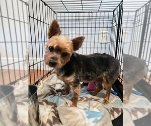 Mutt Dogs for adoption in Bolivar, MO, USA