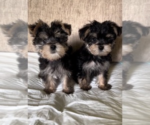 Morkie Puppy for sale in VIRGINIA BEACH, VA, USA