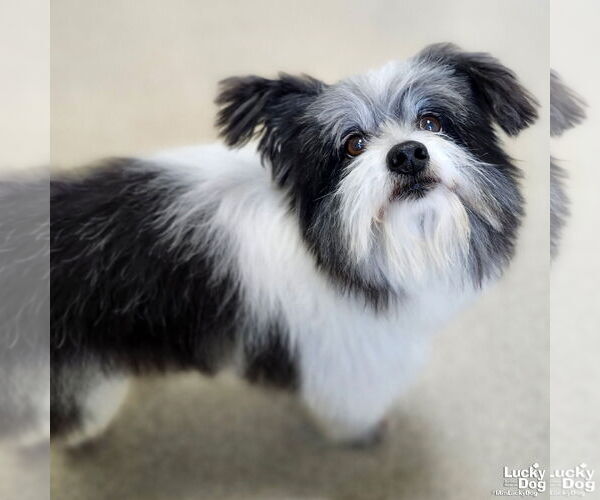 Medium Photo #2 Maltese-Unknown Mix Puppy For Sale in Washington, DC, USA