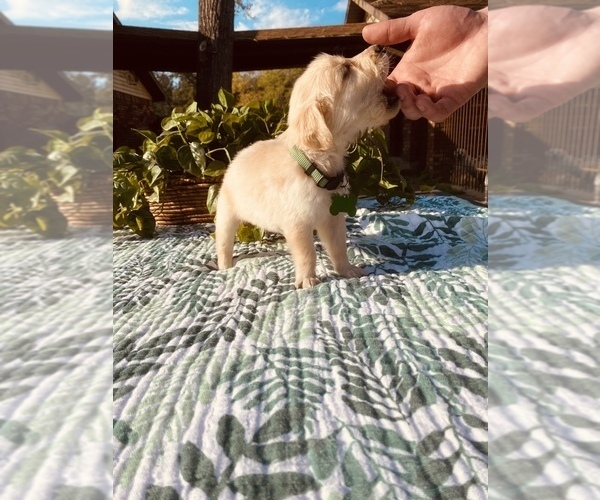 Medium Photo #2 Golden Retriever Puppy For Sale in MAGNOLIA, TX, USA