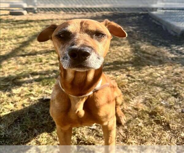Medium Photo #2 American Pit Bull Terrier-Rhodesian Ridgeback Mix Puppy For Sale in Conroe, TX, USA