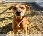 Small #1 American Pit Bull Terrier-Rhodesian Ridgeback Mix