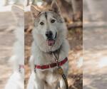 Small #2 Siberian Husky
