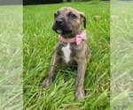 Small #1 Mountain Cur Mix