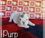 Small Photo #3 English Bulldog Puppy For Sale in DENVER, CO, USA