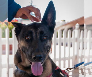 Milo - Male German Shepherd Dog-Unknown Mix Dog for Adoption - Photo #2
