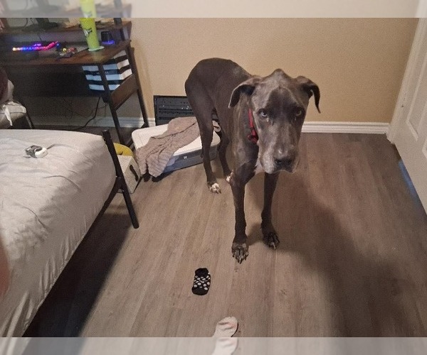 Medium Photo #2 Great Dane Puppy For Sale in Bullard, TX, USA