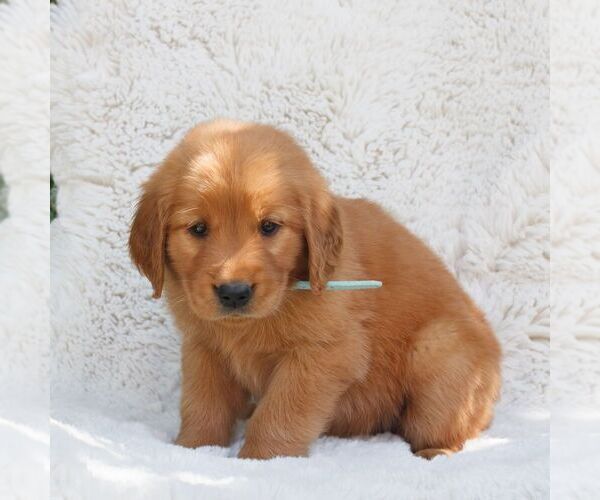 Medium Photo #3 Golden Retriever Puppy For Sale in NEW HOLLAND, PA, USA