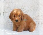 Small #2 Golden Retriever