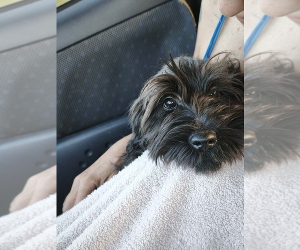 Medium Photo #9 Schnauzer (Miniature) Puppy For Sale in Hatvan, Heves, Hungary