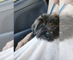 Small #8 Schnauzer (Miniature)