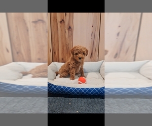 Goldendoodle (Miniature) Puppy for sale in BREMEN, IN, USA