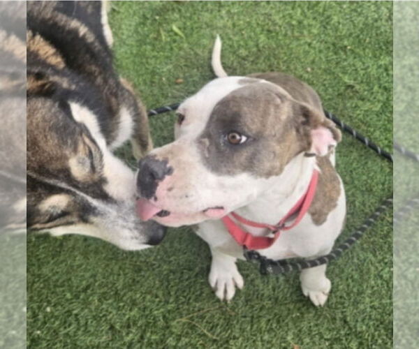 Medium Photo #3 American Pit Bull Terrier-Unknown Mix Puppy For Sale in Lakewood, CO, USA