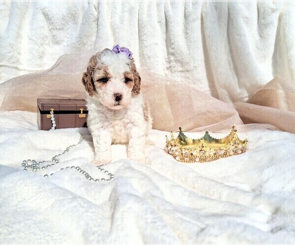 Medium Photo #100 Goldendoodle (Miniature) Puppy For Sale in GASTONIA, NC, USA