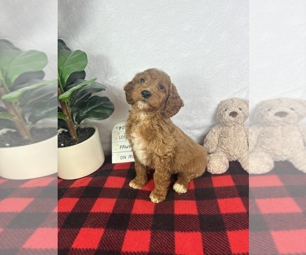Medium Photo #1 Goldendoodle (Miniature) Puppy For Sale in GREENFIELD, IN, USA