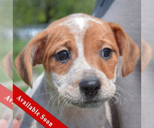 Pug-Unknown Mix Dogs for adoption in Huntley, IL, USA