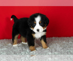 Small Photo #9 Bernese Mountain Dog Puppy For Sale in MILLERSBURG, IN, USA