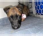 Small Photo #22 Belgian Malinois Puppy For Sale in REESEVILLE, WI, USA
