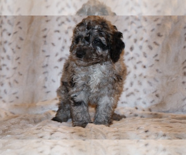 Medium Photo #21 Poodle (Toy) Puppy For Sale in DYERSBURG, TN, USA