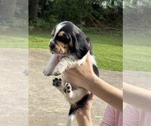 Basset Hound Puppy for sale in DALTON, GA, USA