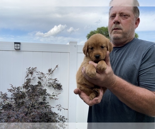 Medium Photo #2 Golden Retriever Puppy For Sale in CRESCENT CITY, FL, USA